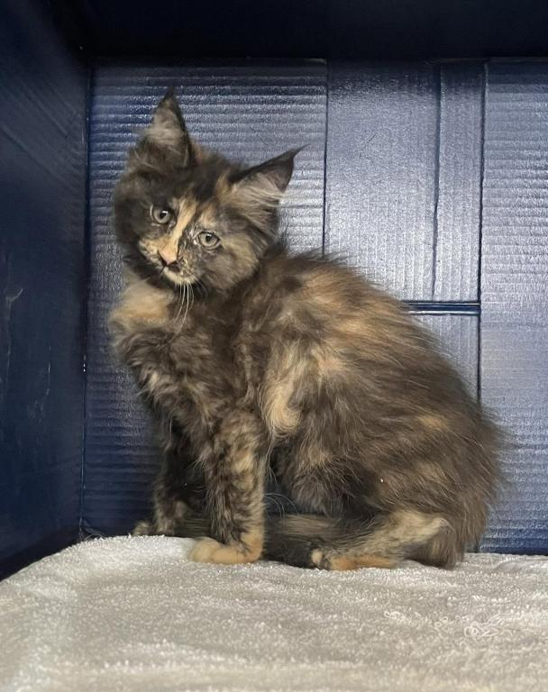 Sassy's Tortie photo 7