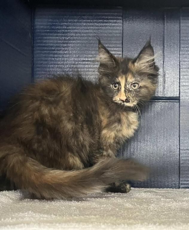 Sassy's Tortie photo 3