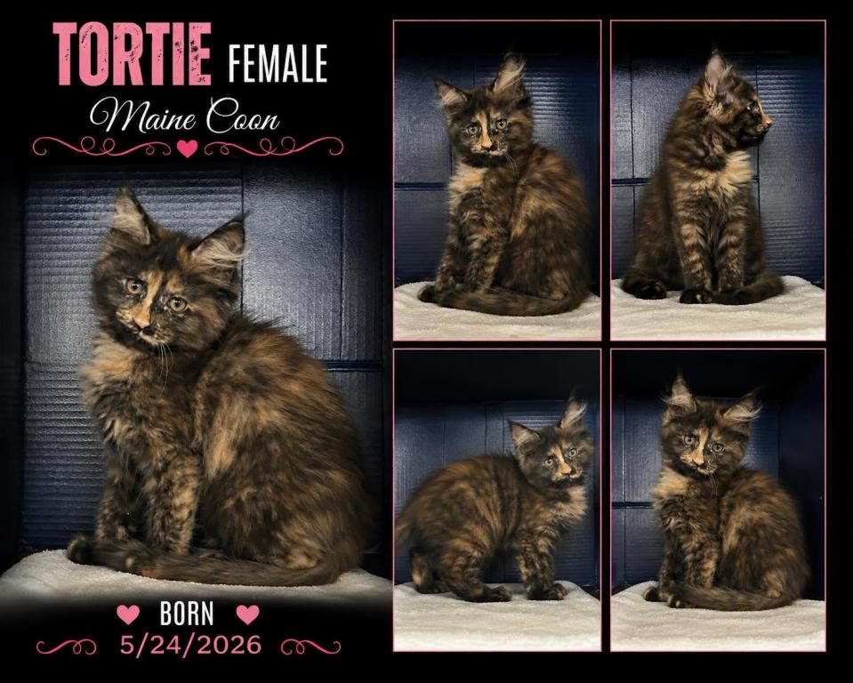 Sassy's Tortie photo 1
