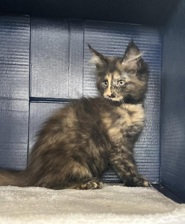 Sassy's Tortie photo 4