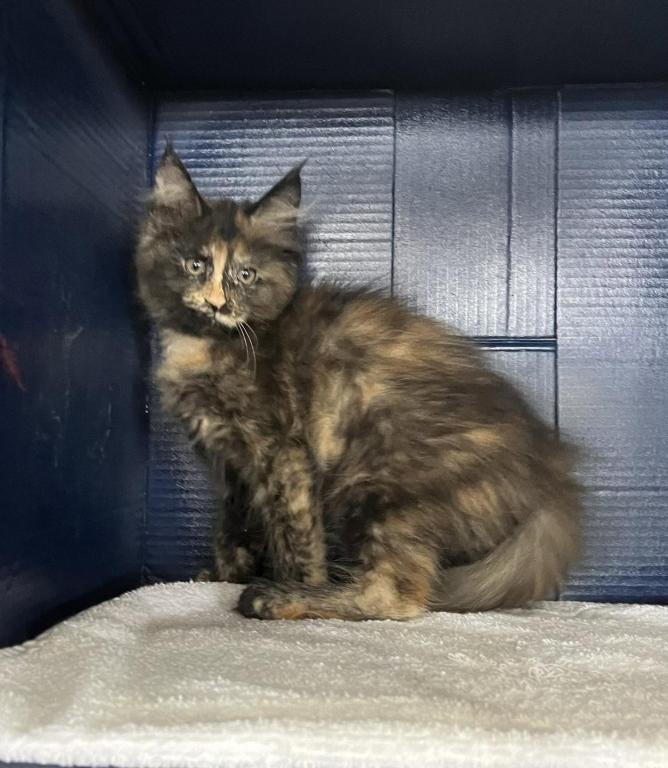 Sassy's Tortie photo 2