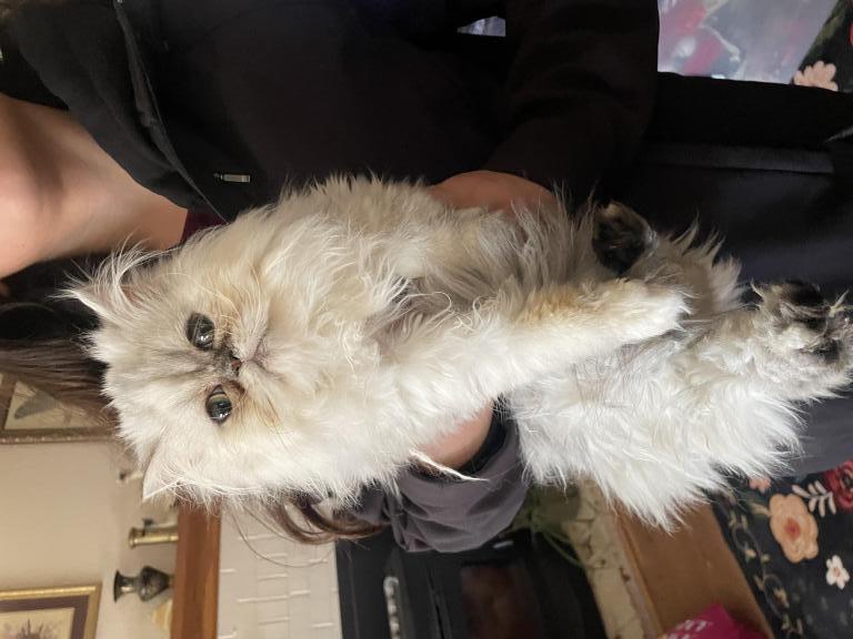 Precious Sweet Girl photo 2