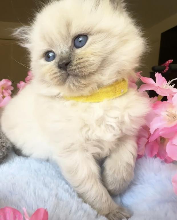 New Litter photo 5