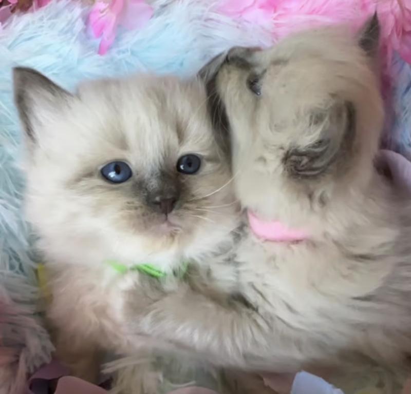 New Litter photo 1