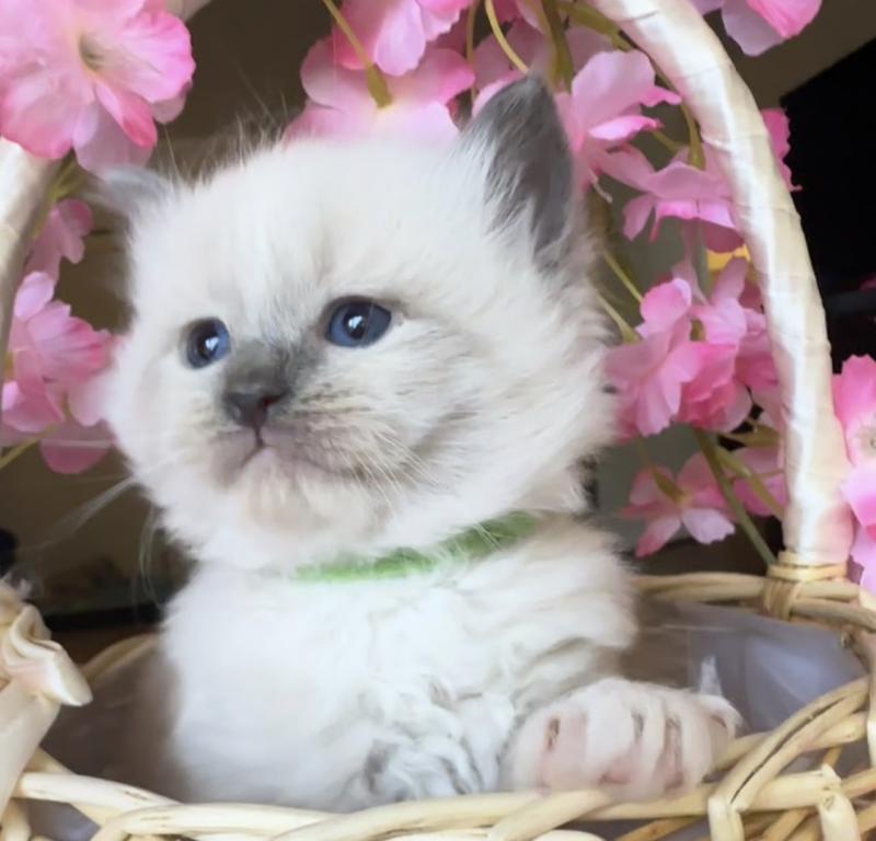 New Litter photo 3