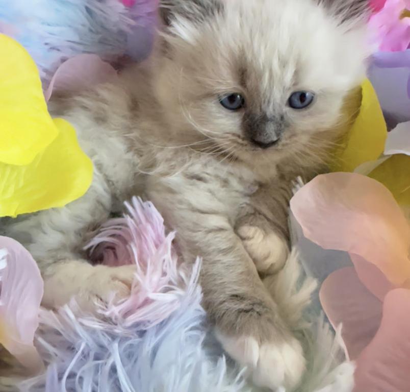 New Litter photo 4