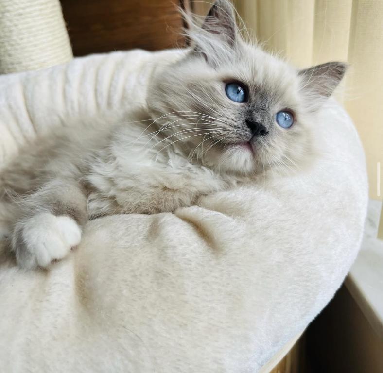New Litter photo 2