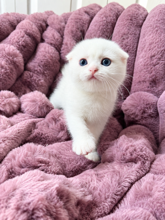 Scottish Fold Female photo 11