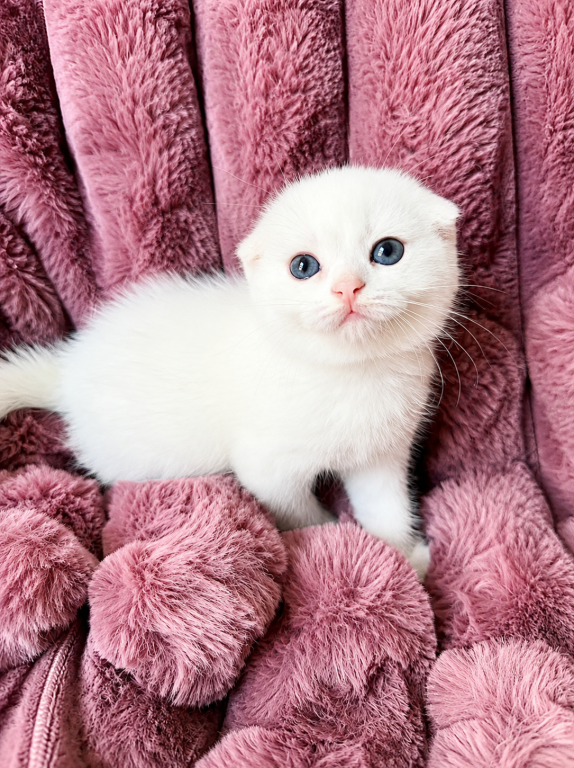 Scottish Fold Female photo 7