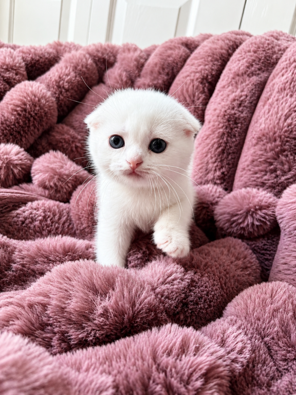 Scottish Fold Female photo 8
