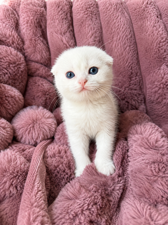 Scottish Fold Female photo 9