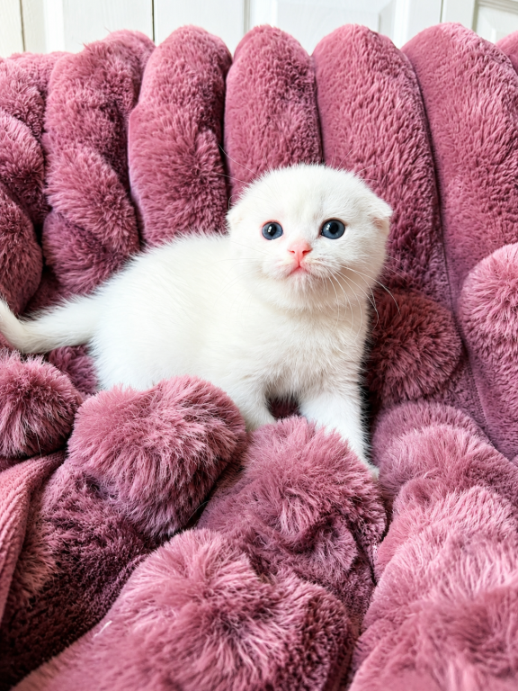 Scottish Fold Female photo 6