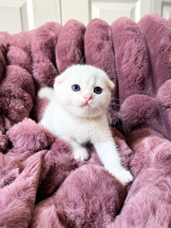 Scottish Fold Female photo 4