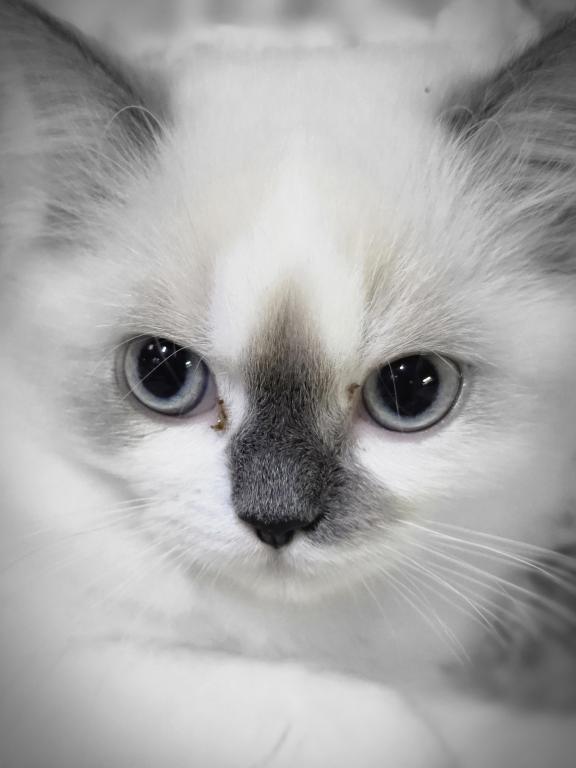 Hope  The Sweetest Ragdoll Girl photo 2