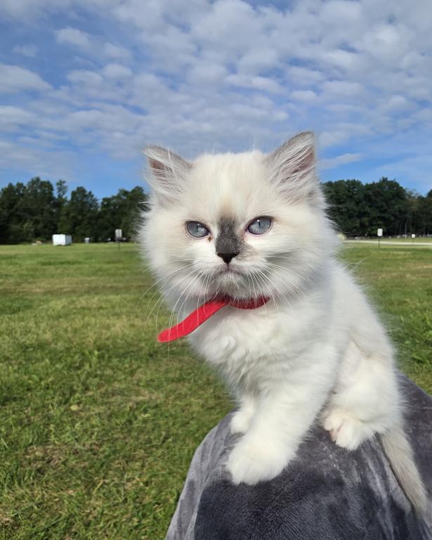 Hope  The Sweetest Ragdoll Girl photo 12