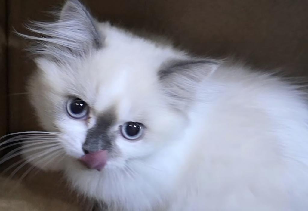 Hope  The Sweetest Ragdoll Girl photo 3