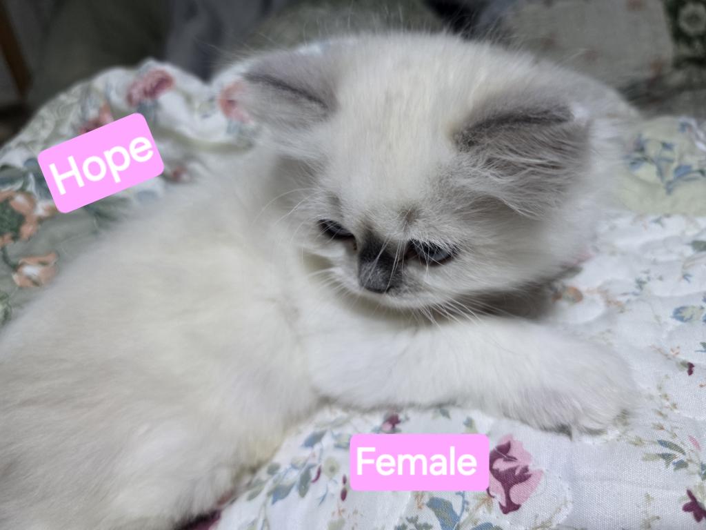 Hope  The Sweetest Ragdoll Girl photo 6
