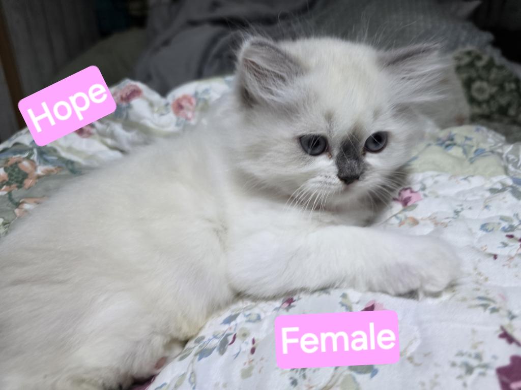 Hope  The Sweetest Ragdoll Girl photo 7