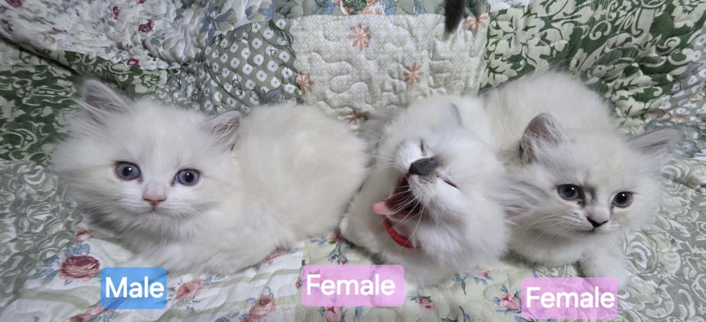 Hope  The Sweetest Ragdoll Girl photo 4