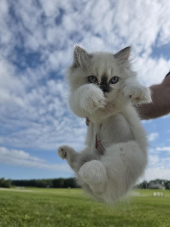 Hope  The Sweetest Ragdoll Girl photo 10