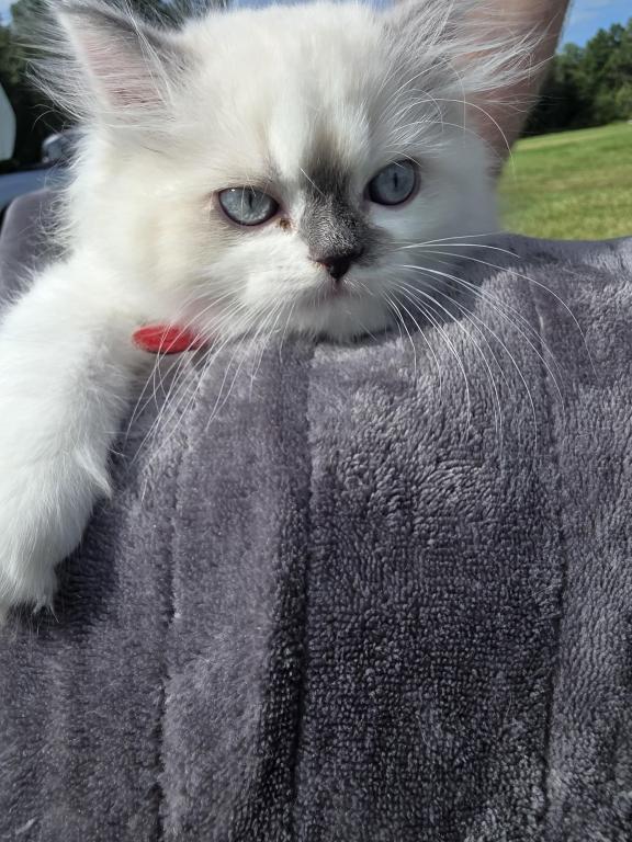 Hope  The Sweetest Ragdoll Girl photo 11