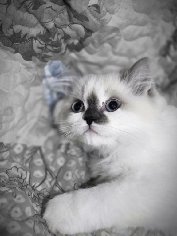 Hope  The Sweetest Ragdoll Girl
