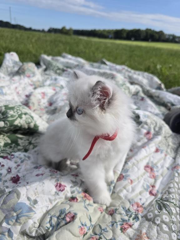 Hope  The Sweetest Ragdoll Girl photo 8