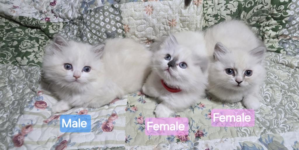 Hope  The Sweetest Ragdoll Girl photo 5