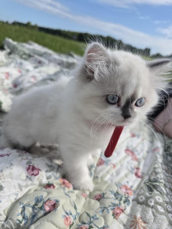 Hope  The Sweetest Ragdoll Girl photo 9