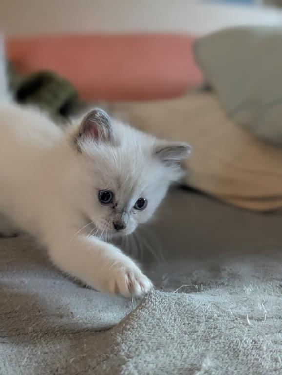 Emma Blue Point photo 13