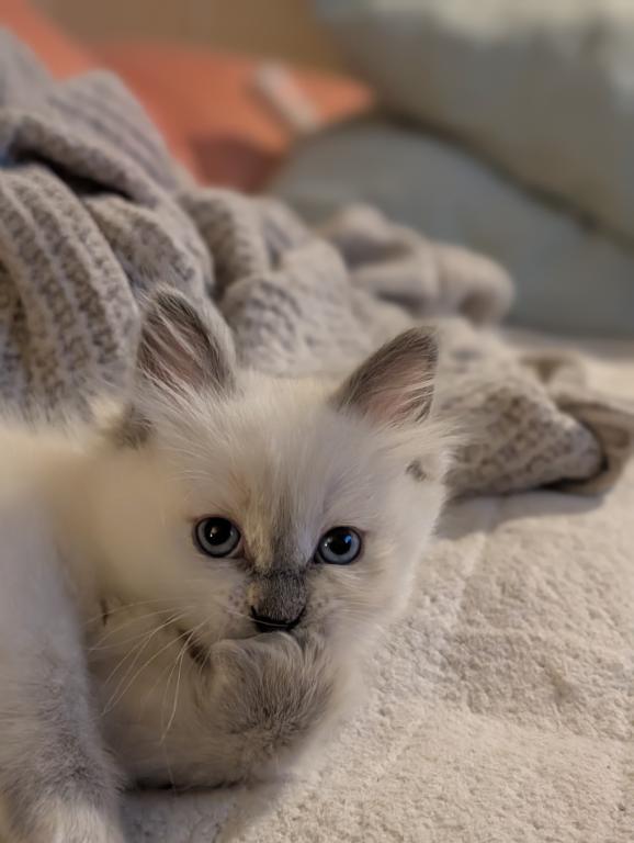 Emma Blue Point photo 5