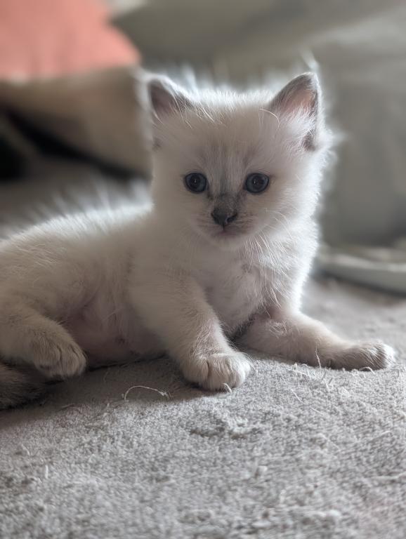 Emma Blue Point photo 22