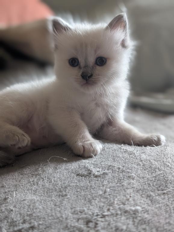 Emma Blue Point photo 21
