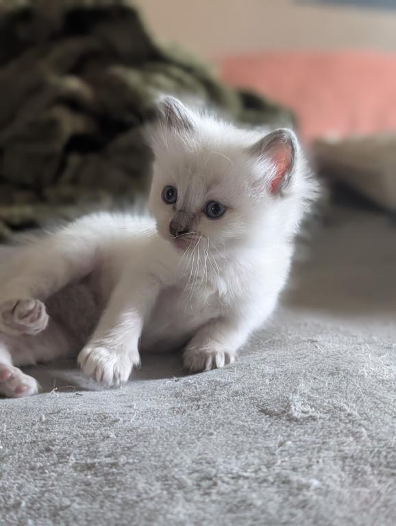 Emma Blue Point photo 19