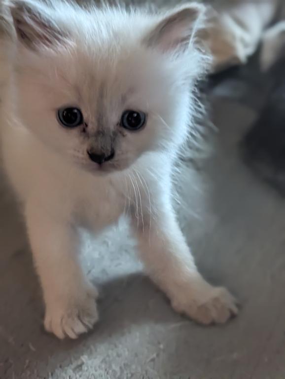 Emma Blue Point photo 16
