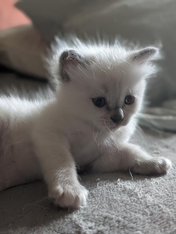 Emma Blue Point photo 23