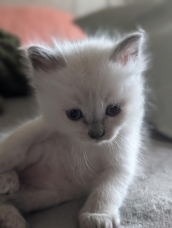 Emma Blue Point photo 20