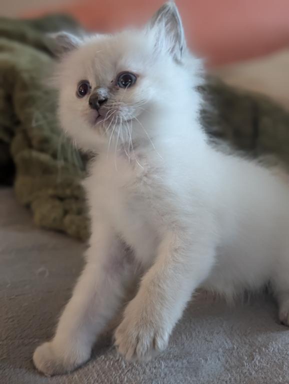Emma Blue Point photo 17