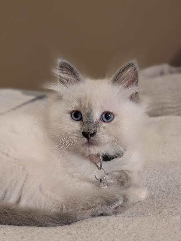 Emma Blue Point photo 1