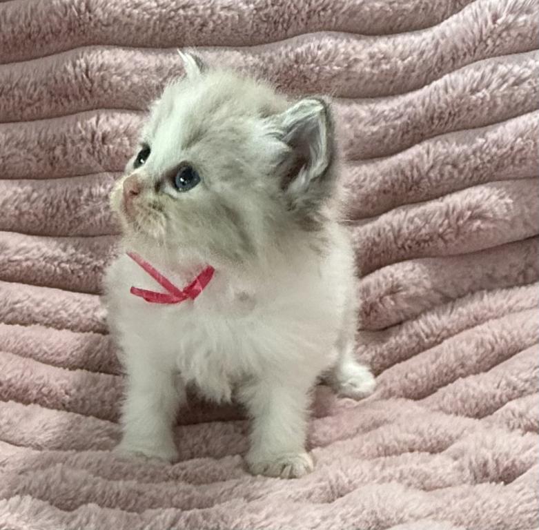 TICA Registered Pink Ribbon Female