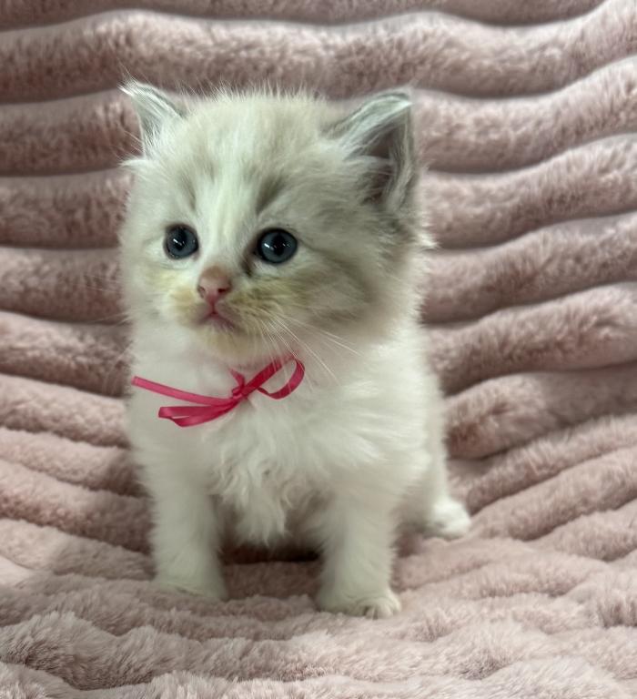 TICA Registered Pink Ribbon Female photo 3