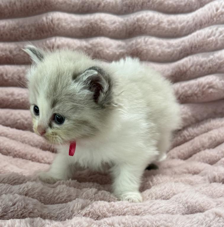 TICA Registered Pink Ribbon Female photo 2