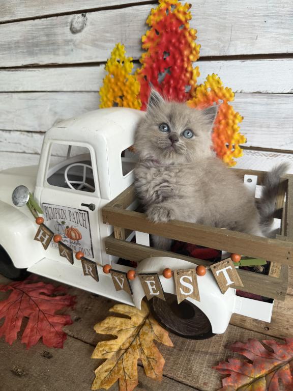 Koi photo 2