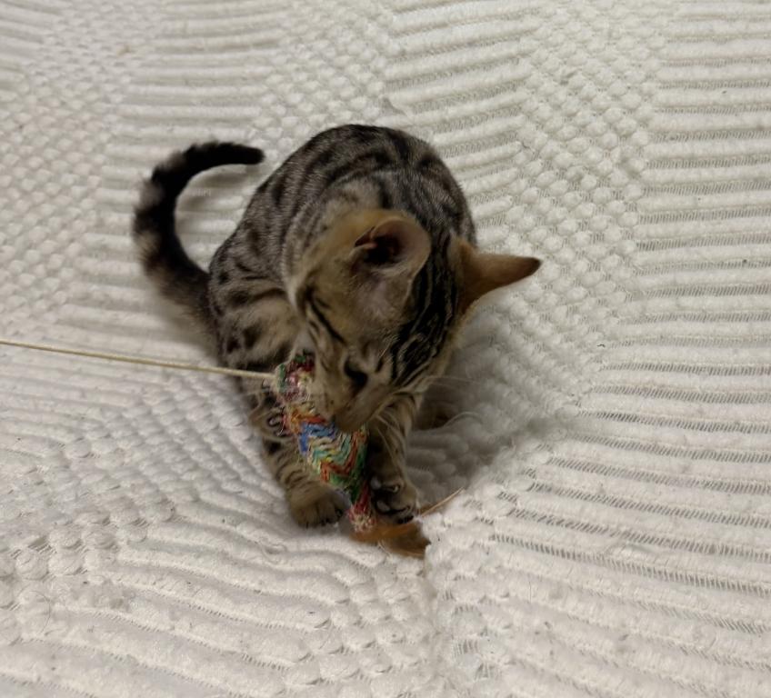 F6 SAVANNAH KITTEN GIRL photo 5