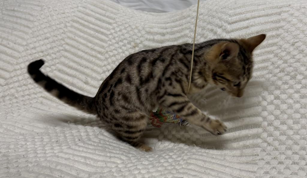F6 SAVANNAH KITTEN GIRL photo 8