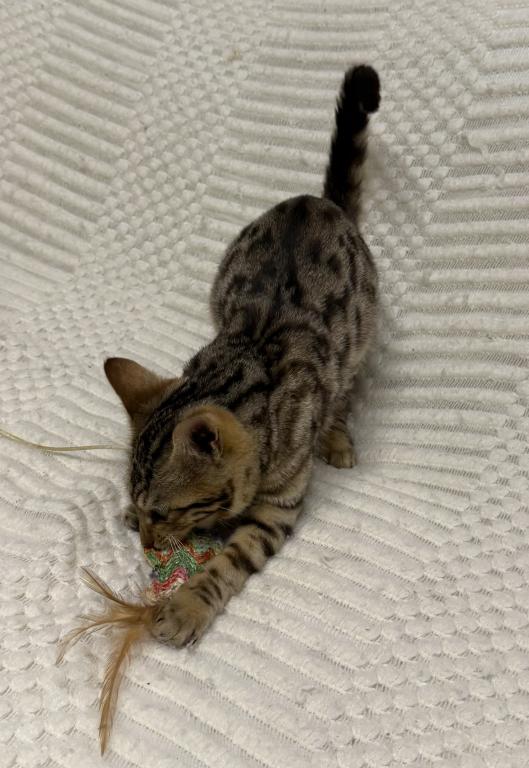 F6 SAVANNAH KITTEN GIRL photo 7