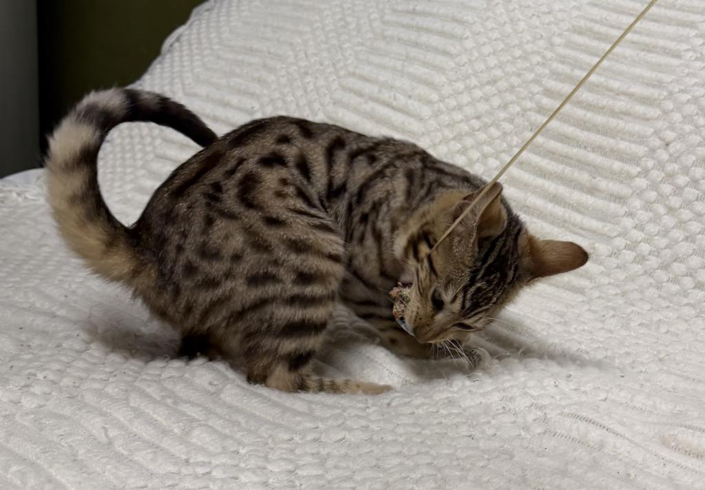 F6 SAVANNAH KITTEN GIRL photo 10