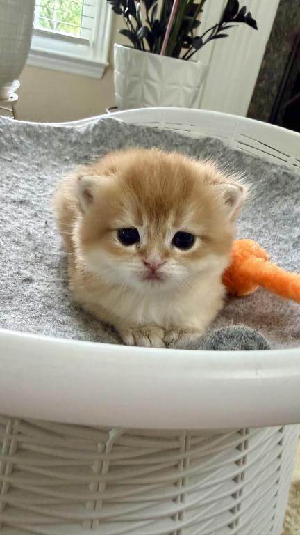 Golden Crown Kittens photo 9