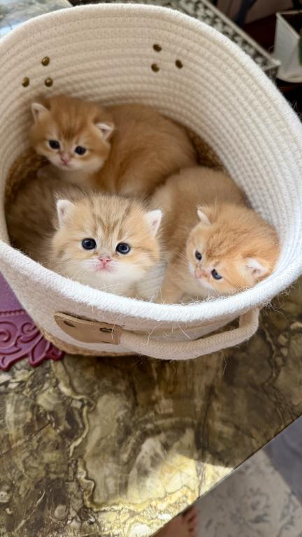 Golden Crown Kittens