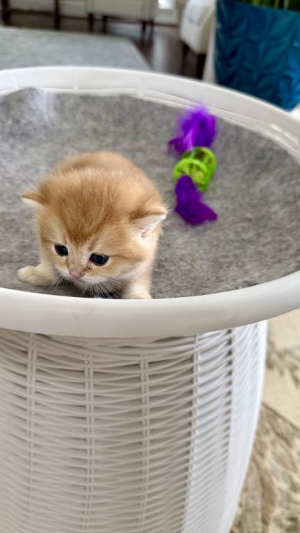 Golden Crown Kittens photo 5